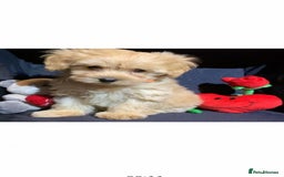 Poodle dogs for stud: Extensively Heath Tested Deep Red Tiny Toy Poodle in Mansfield - Image 15