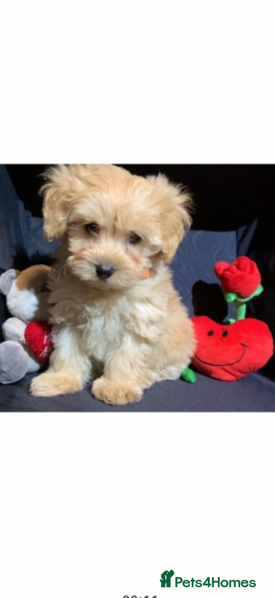 Poodle dogs for stud: Extensively Heath Tested Deep Red Tiny Toy Poodle in Mansfield - Image 15
