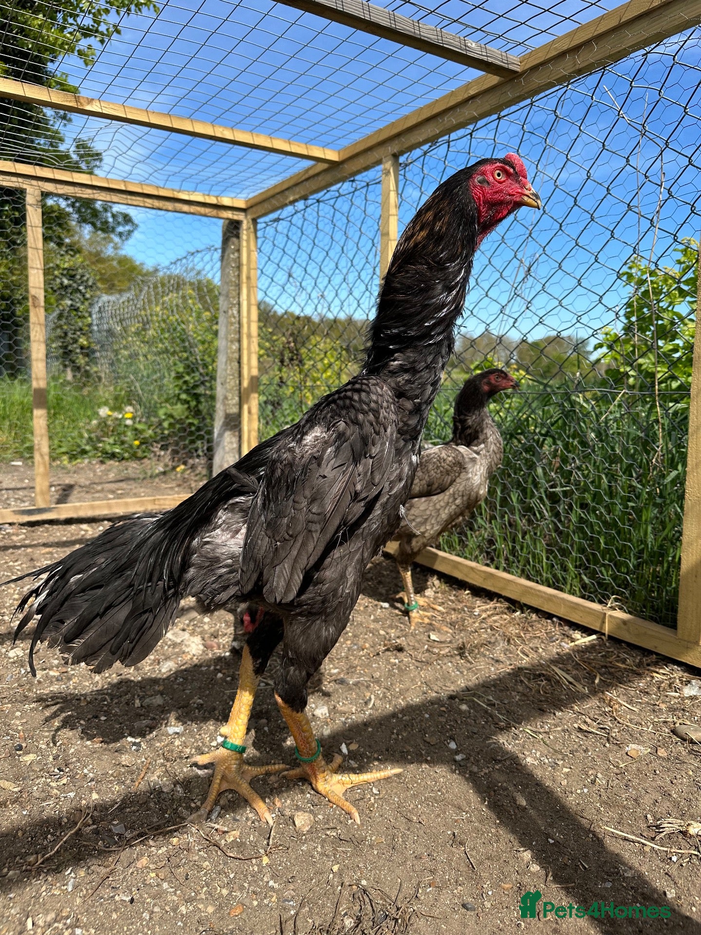 Chickens poultry Mixed O Shamo birds - Advert 6