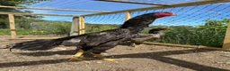 Chickens poultry for sale: Mixed O Shamo birds in Bungay - Advert 1
