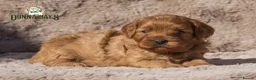 Cavapoo dogs for sale: Donna Jay’s Celebrity K9s   - Advert 13