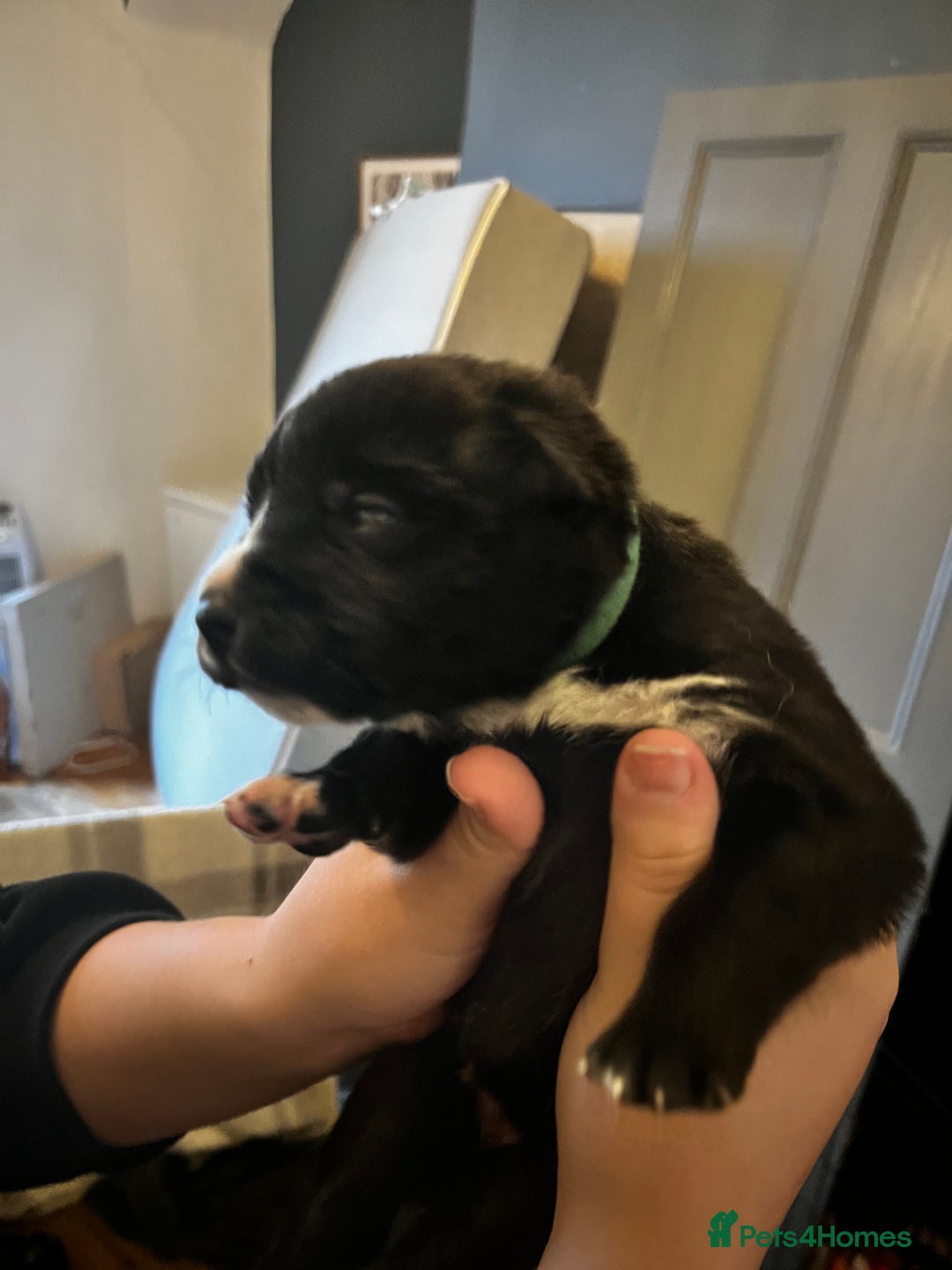 Mixed Breed dogs for sale: Bernese X Huskydor Pups - Advert 10