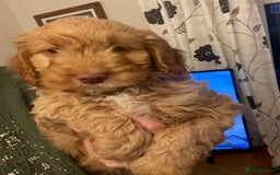 Cockapoo dogs for sale: Chunky Cockapoo Puppies - Image 21