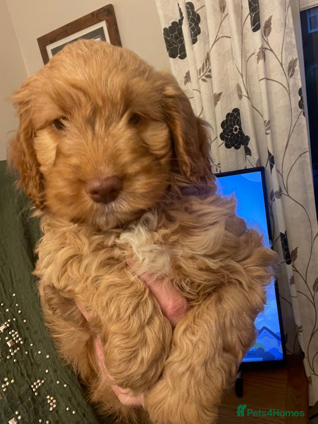 Cockapoo dogs for sale: Chunky Cockapoo Puppies - Image 21