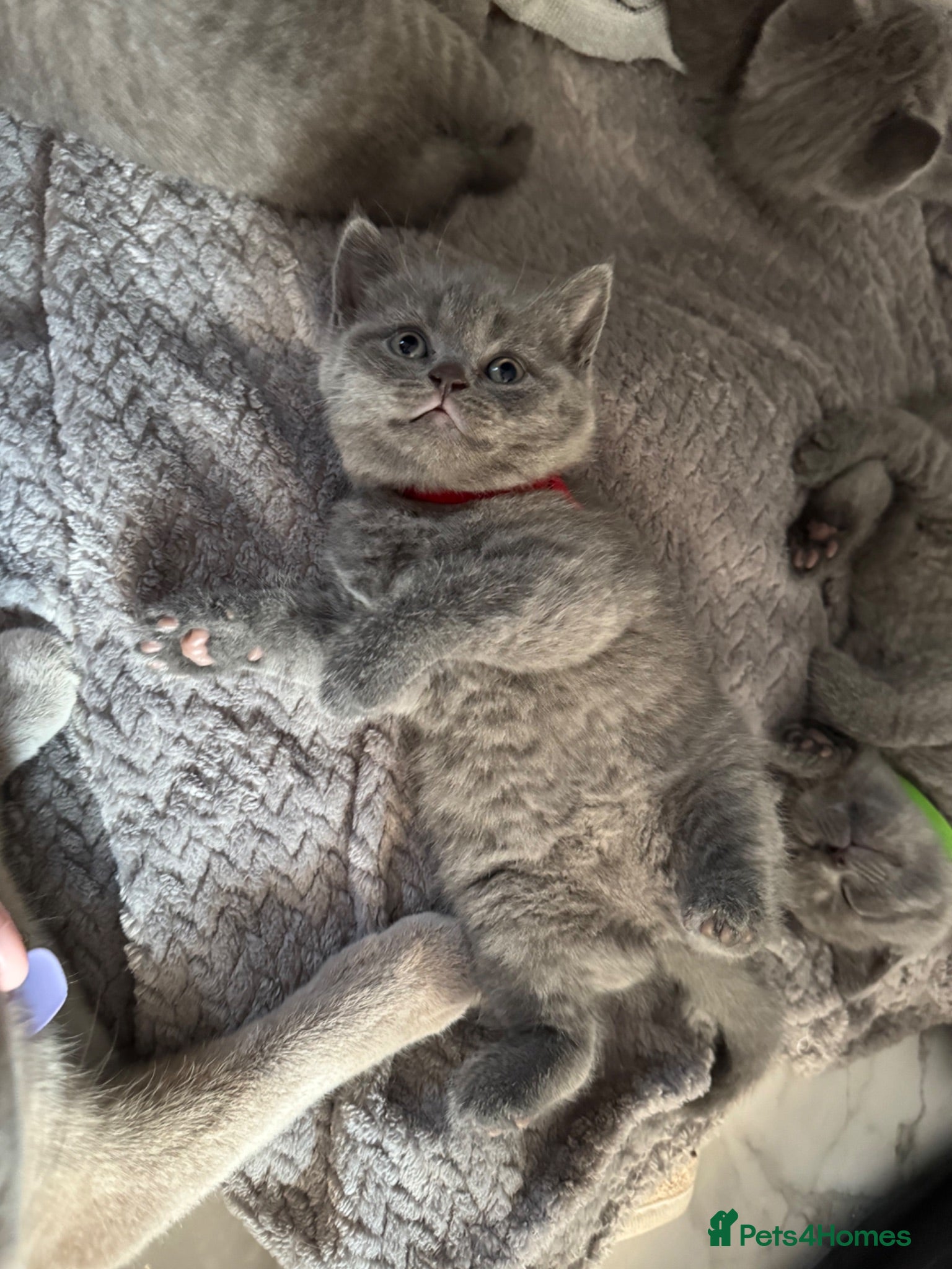 British Shorthair cats Blue British Shorthair - Advert 1