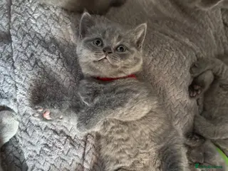 British Shorthair cats Blue British Shorthair - Advert 5