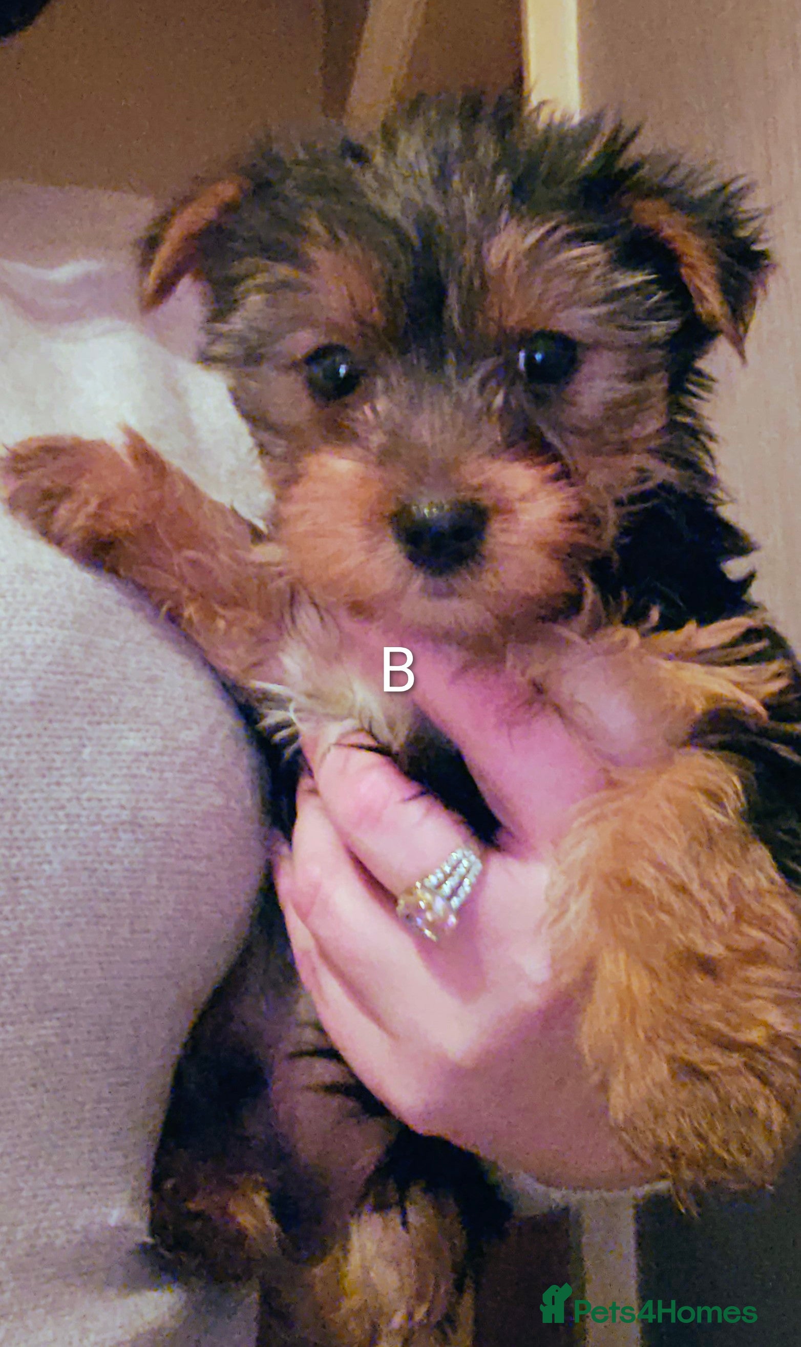 Yorkshire Terrier dogs Yorkshire Terriers looking for new homes - Advert 1