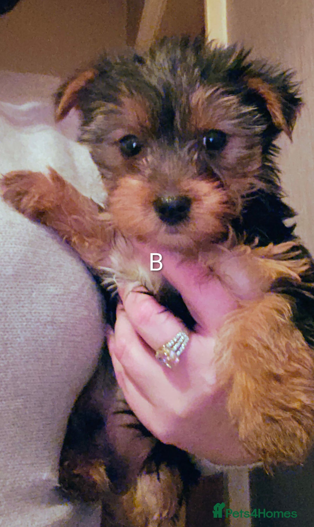 Yorkshire Terrier dogs for sale: Yorkshire Terriers looking for new homes - Advert 1