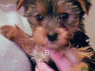 Yorkshire Terrier dogs Yorkshire Terriers looking for new homes - Advert 1