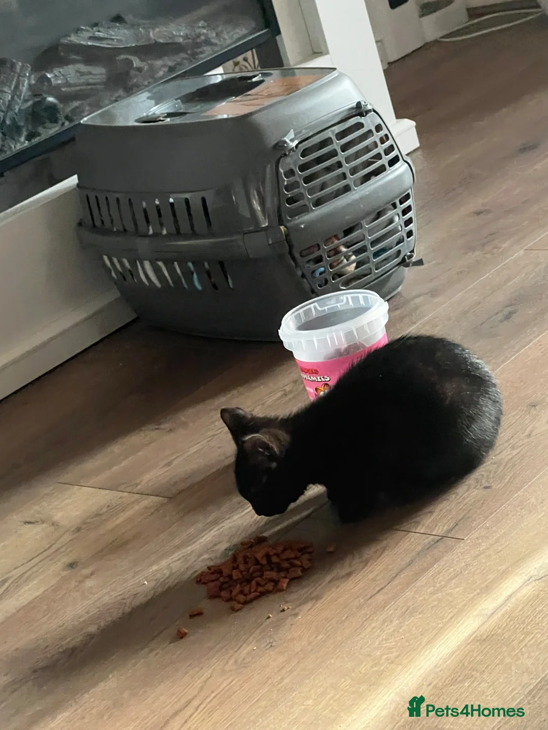 Mixed Breed cats for sale: Boy kitten from the same litter  - Advert 2