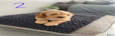 Cockapoo 2