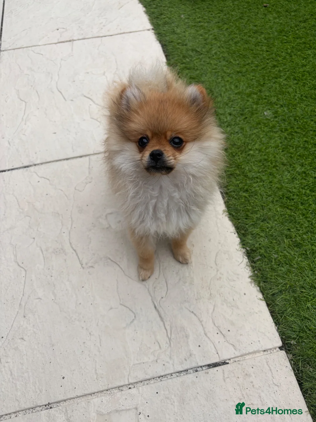 Pomeranian dogs for sale: Beautiful Miniature Pomeranian  - Advert 2