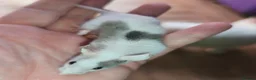 Mouse rodents for sale: Beautiful female mice in many colours  - Advert 4