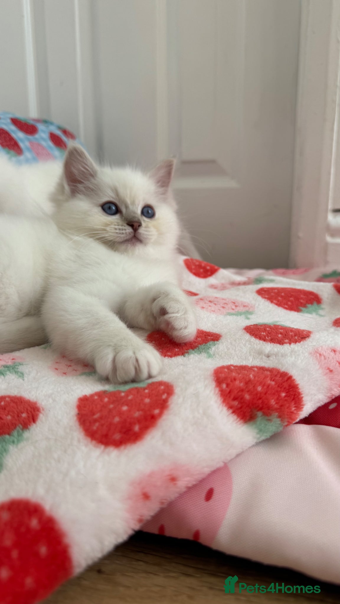 Ragdoll cats GCCF LILAC Ragdoll kittens  - Advert 2