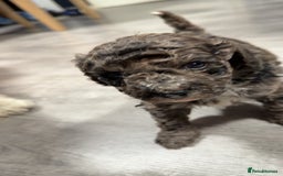 Miniature Poodle dogs for sale: Mini poodle london 3 LEFT - Advert 8