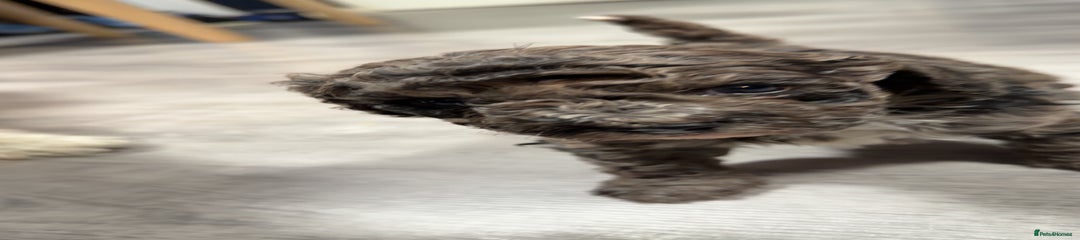 Miniature Poodle Puppy 2