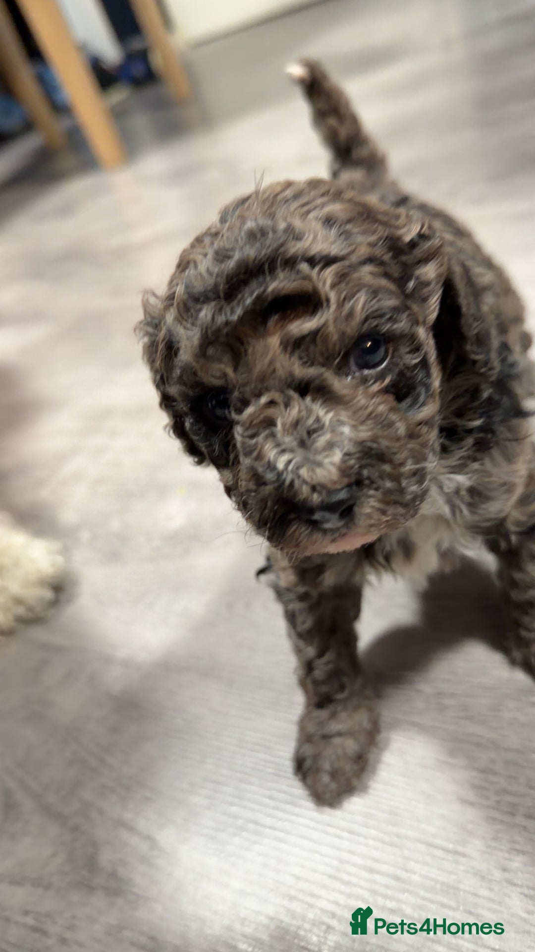 Miniature Poodle dogs for sale: Mini poodle london 3 LEFT - Advert 8