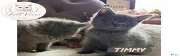 British Shorthair cats for sale: BEAUTIFUL GCCF BSH KITTENS - READY NOW 🤍 - Advert 3
