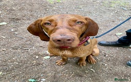 Hungarian Vizsla dogs for stud: Hungarian Vizsla Stud - Image 10
