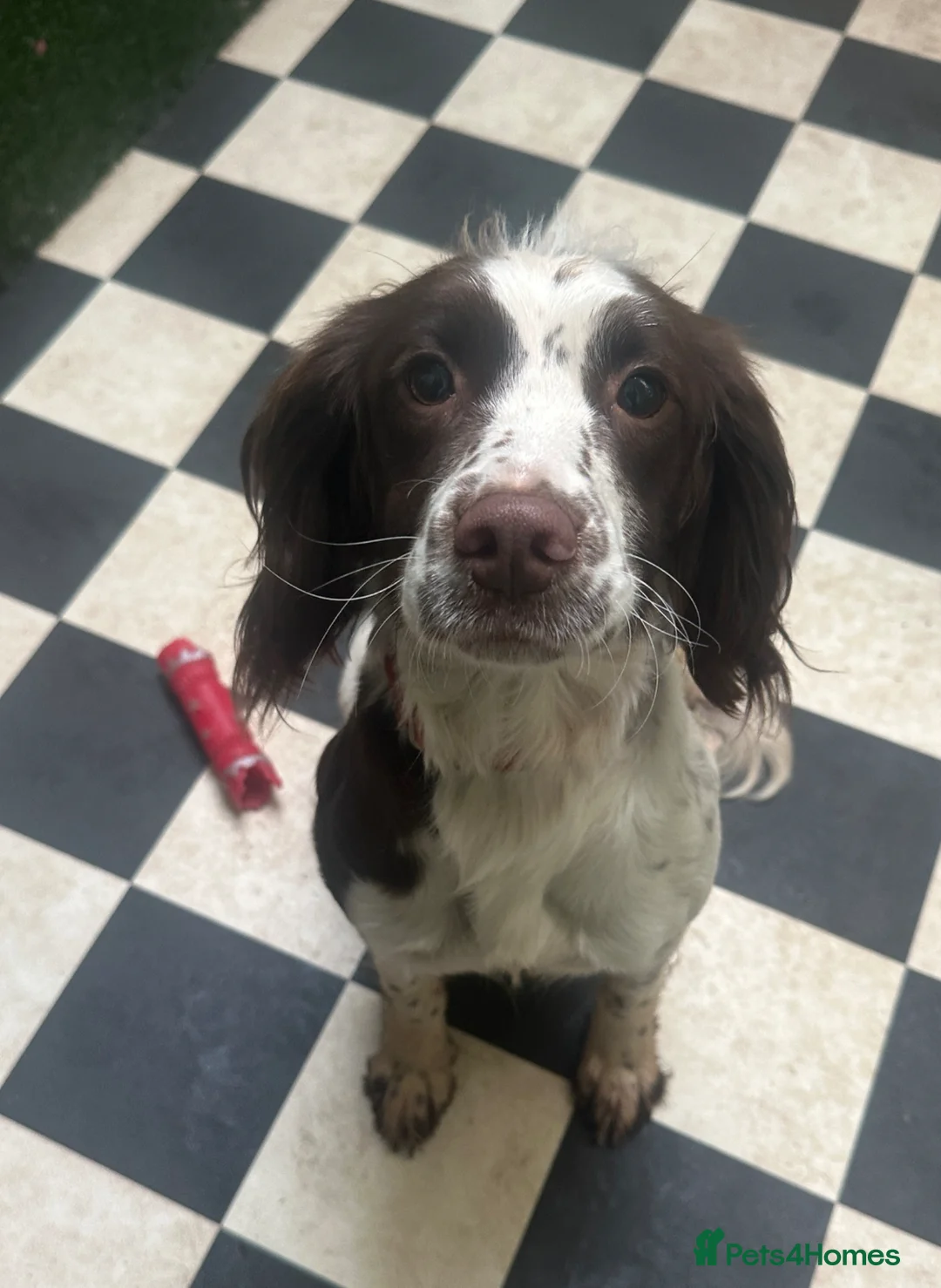 English Springer Spaniel dogs for sale: Rehoming beautiful little springer bitch - Advert 3