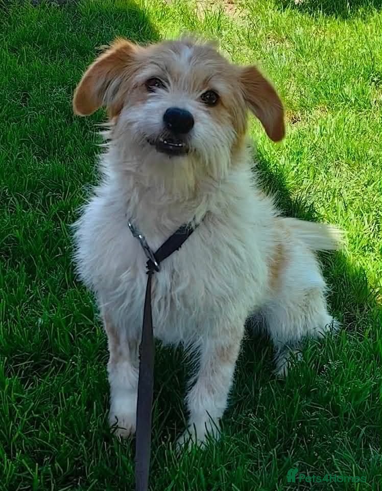 Mixed Breed dogs Lacey  - Advert 1