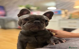 French Bulldog dogs for sale: 3 beautiful pedigree French bulldog puppies  - Image 18