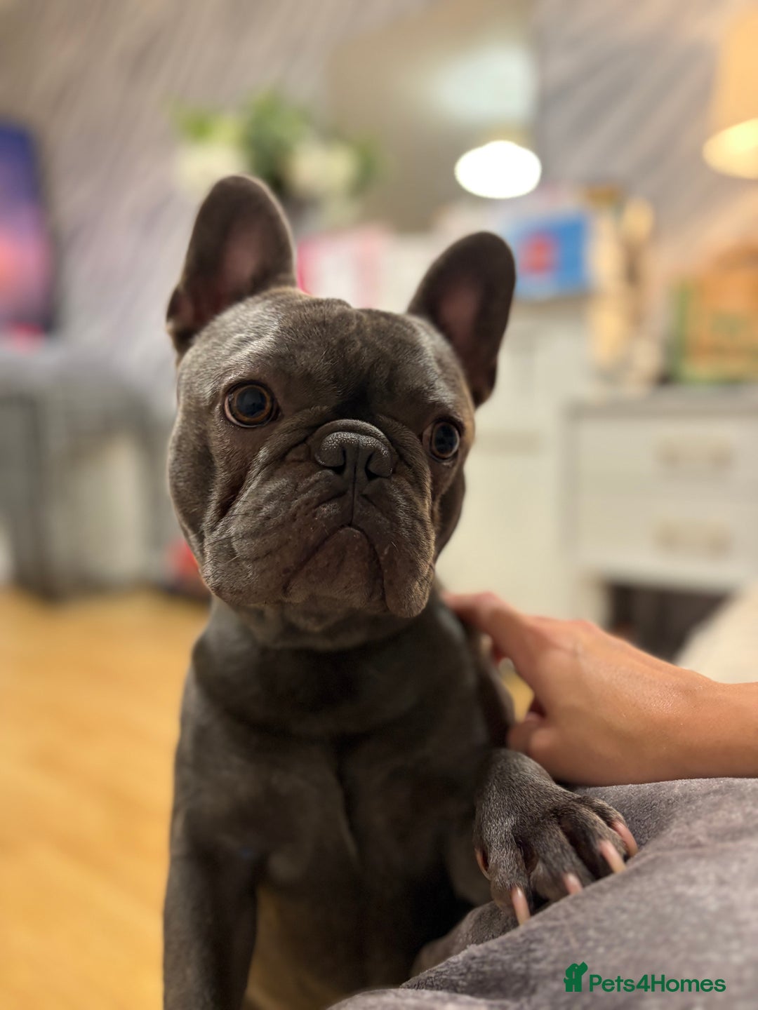 French Bulldog dogs for sale: 3 beautiful pedigree French bulldog puppies  - Image 18