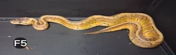 Python Snake reptiles for sale: Royal Pythons Male and Females  - Advert 7