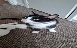 Mixed Breed cats for sale: Cute Furry Friends Ready to find new home. - Image 10