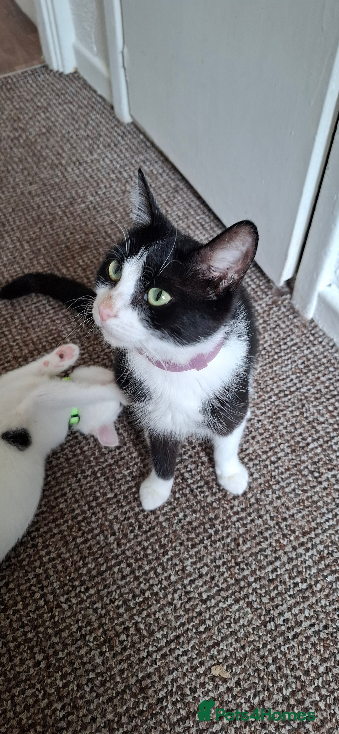 Mixed Breed cats for sale: Cute Furry Friends Ready to find new home. - Image 10