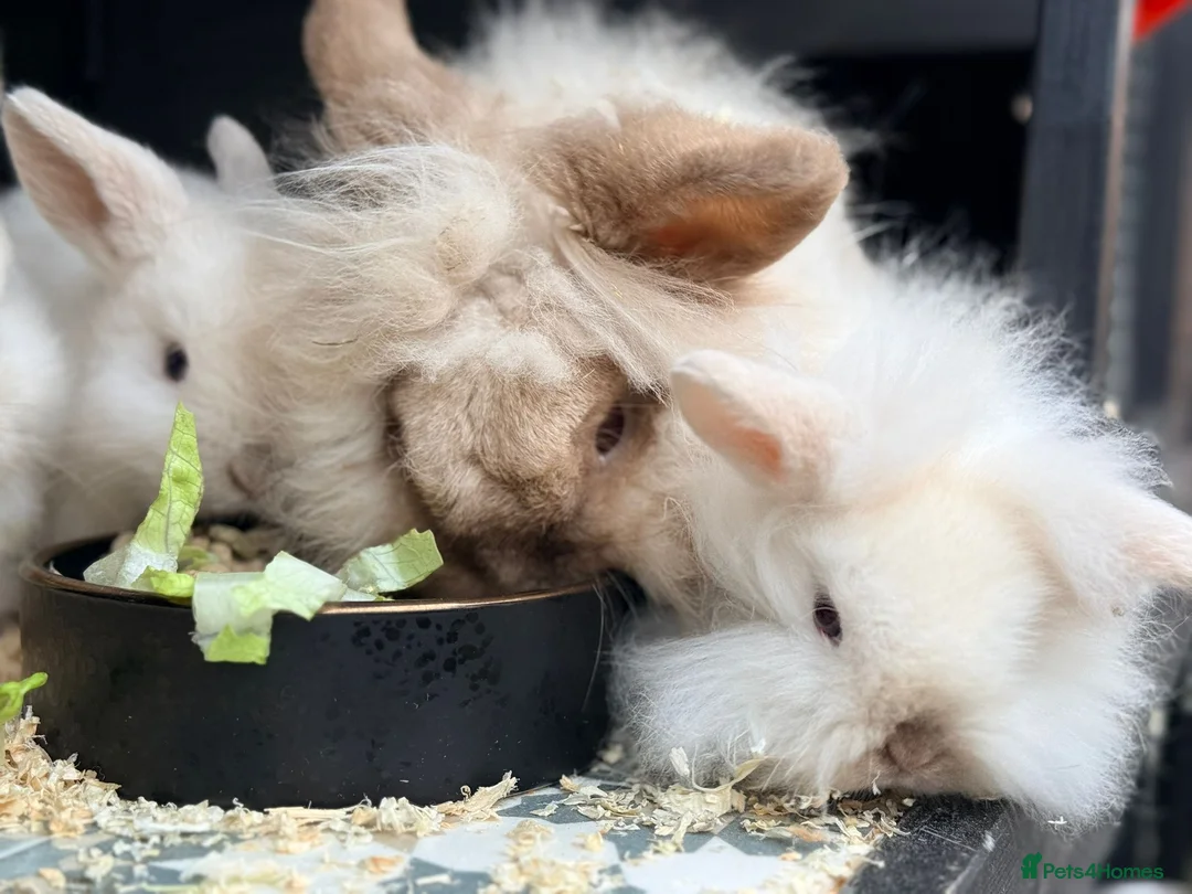 Mini Lion Lop rabbits for sale: Stunning Mini LionLops for Sale  - Advert 6