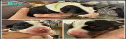 Mixed Breed dogs for sale: Border Collie X &  Jack Russell Pups in Stourport-on-Severn - Advert 7