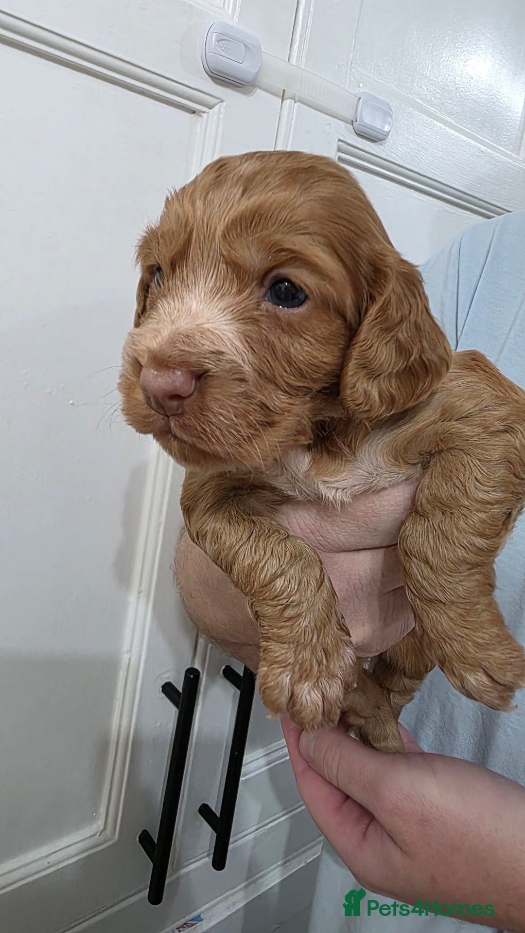 Cocker Spaniel dogs for sale: Working Cocker spaniel puppies - Advert 11