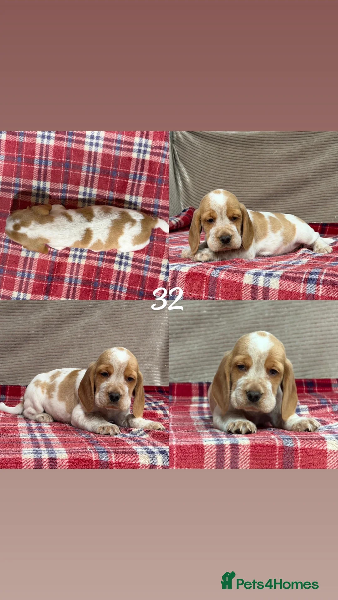 Bocker dogs for sale: STUNNING COCKER X BEAGLE PUPPIES  - Advert 20