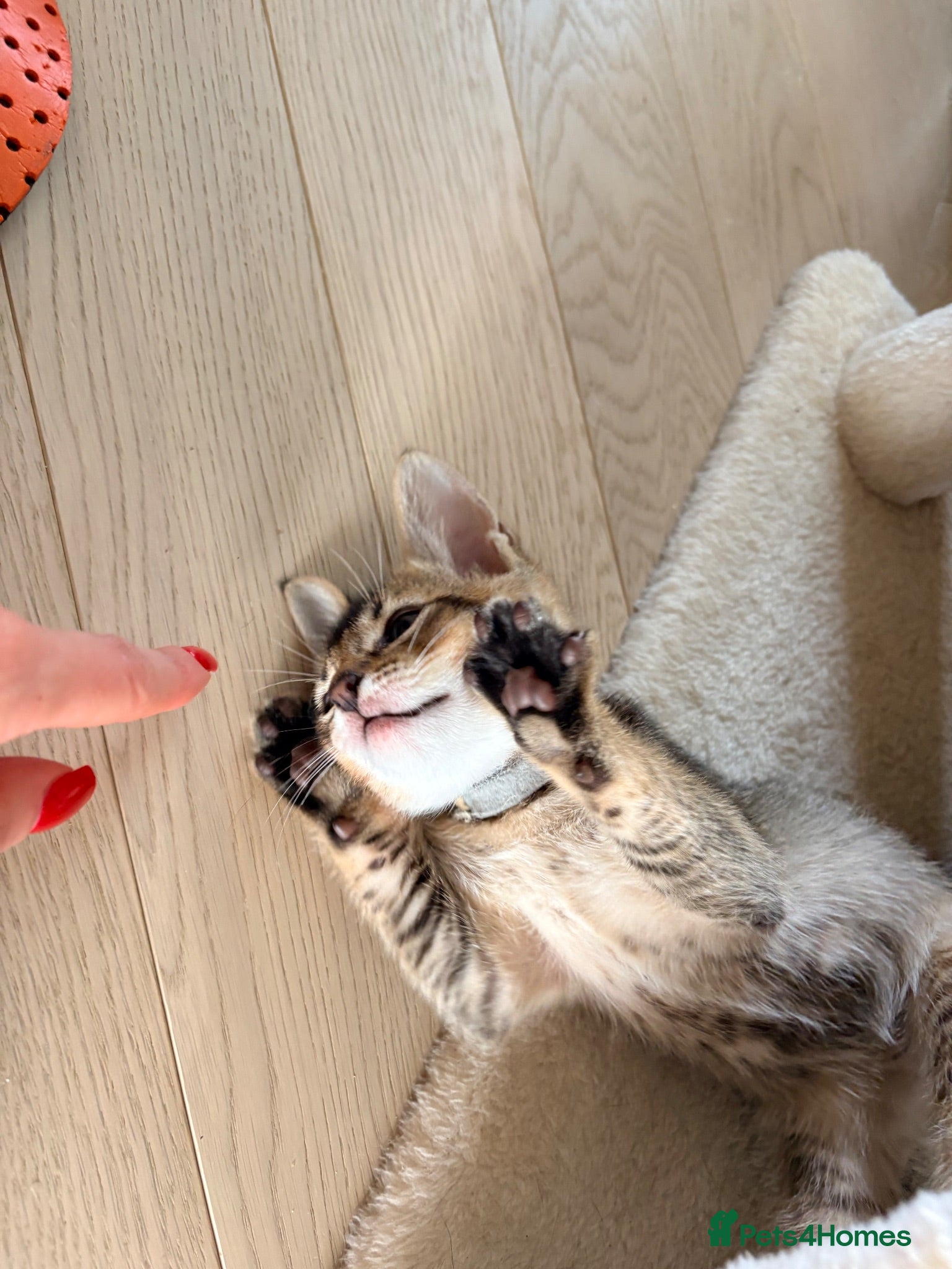 Mixed Breed cats Handsome Abyssinian Mix Boy | Home Raised - Advert 2