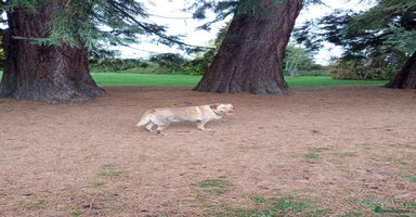 Labrador Retriever dogs - Advert 1