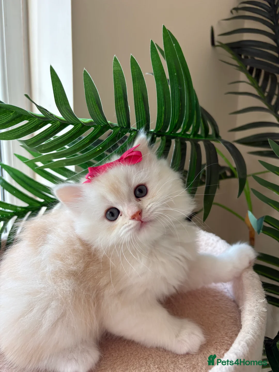 Mixed Breed cats for sale: Persian/ragdoll  - Advert 3