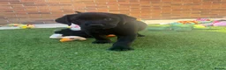 Labrador Retriever dogs for sale: 🌟Ready now! 🌟 Black Labrador puppies  - Advert 12
