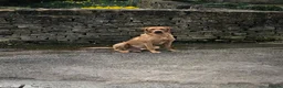 Labrador Retriever dogs for stud: “Yellow Valey”  in Cheltenham - Advert 7