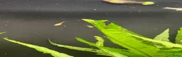 Live Bearers fish for sale: Guppy and Guppy x Endlers in Evesham - Advert 3