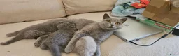 British Shorthair cats for sale: GCCF British Shorthair Kittens - Advert 12