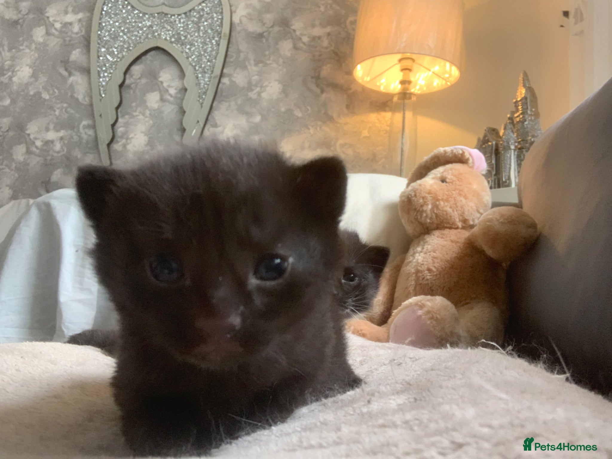 British Shorthair cats British short hair x rag doll  - Advert 5