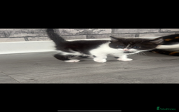 Mixed Breed cats for sale: Kittens for sale  - Image 3