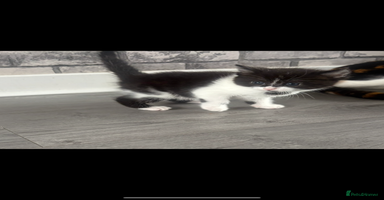 Mixed Breed cats - Advert 6