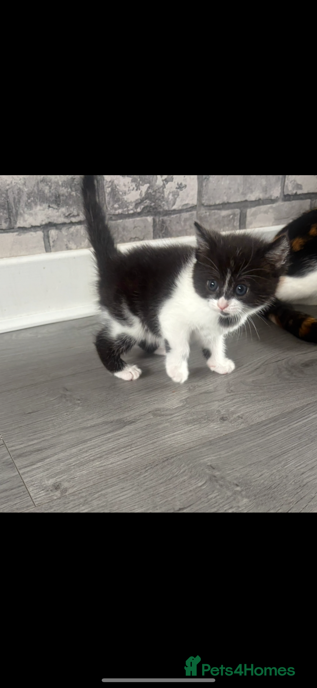 Mixed Breed cats for sale: Kittens for sale  - Image 3