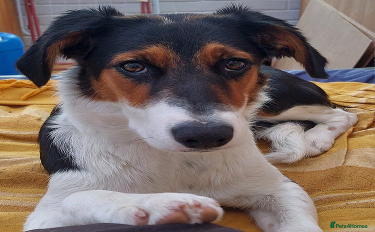Border Collie dogs - Advert 1