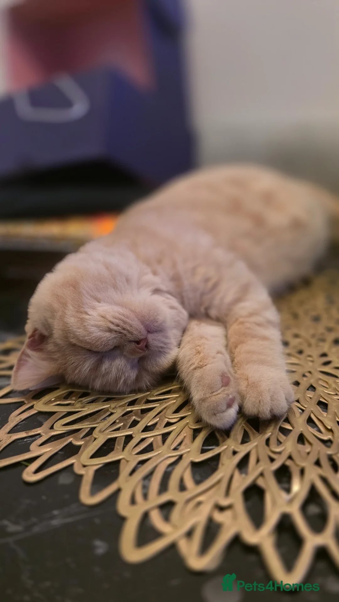 British Shorthair cats for sale: British Shorthair Pair – Must Stay Together - Advert 7