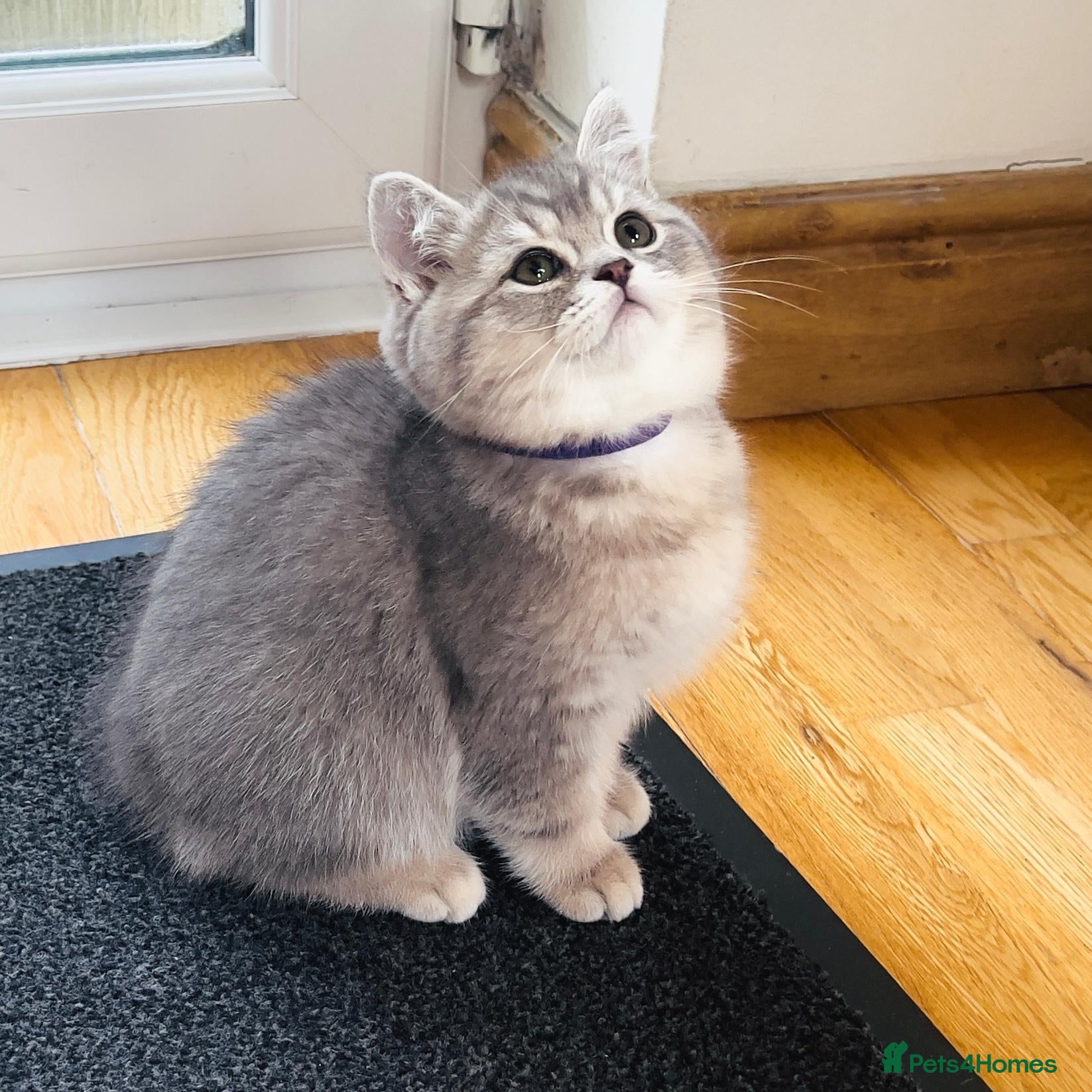 British Shorthair cats GCCF/TICA British Shorthair Kittens–Champion Lines - Advert 3