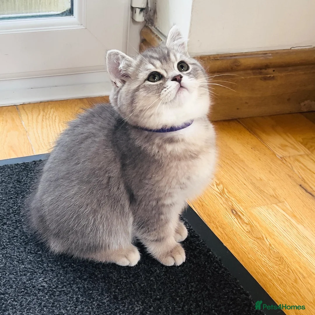 British Shorthair cats for sale: GCCF/TICA British Shorthair Kittens–Champion Lines - Advert 1