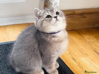 British Shorthair cats GCCF/TICA British Shorthair Kittens–Champion Lines - Advert 3